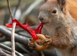 A squirrel in the park
