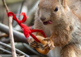 A squirrel in the park