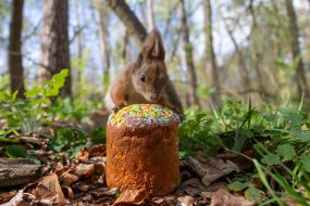 A squirrel in the park