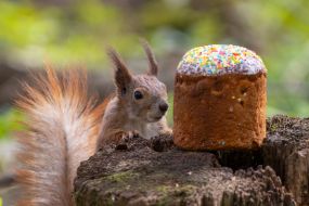 A squirrel in the park