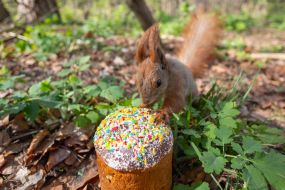 A squirrel in the park