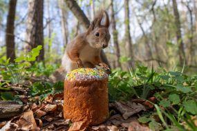 A squirrel in the park