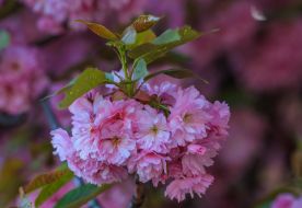 Цветущая ветка сакуры