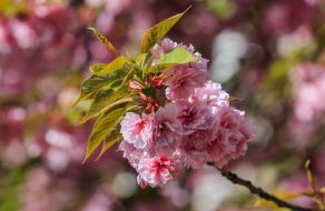 Цветущая ветка сакуры