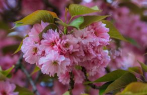 Квітуча гілка сакури