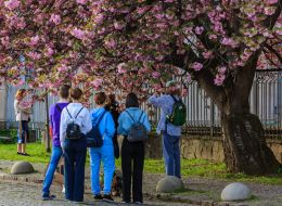 В Ужгороде зацвели сакуры