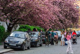 В Ужгороде зацвели сакуры