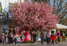 В Ужгороді зацвіли сакури