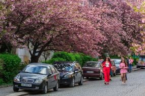 В Ужгороді зацвіли сакури