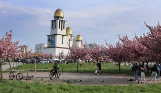 Sakura blossom in Lviv