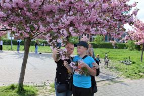 Sakura blossom in Lviv