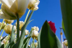 Tulips in the center of Kyiv