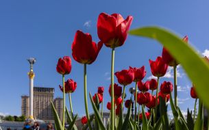 Tulips in the center of Kyiv