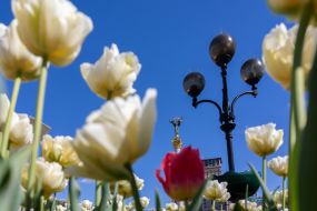Тюльпаны в центре Киева