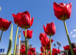Тюльпаны в центре Киева
