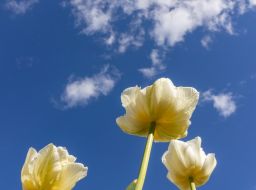 Тюльпаны в центре Киева