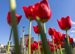 Tulips in the center of Kyiv