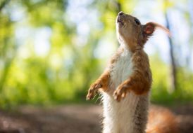 A squirrel in the park