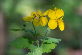 Chistostol in a park in Kiev