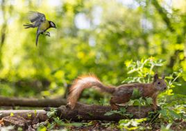 Tit in the air near a squirrel