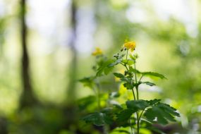 Chistostol in a park in Kiev