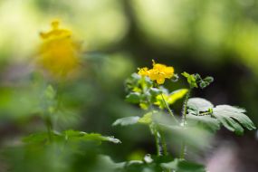 Chistostol in a park in Kiev
