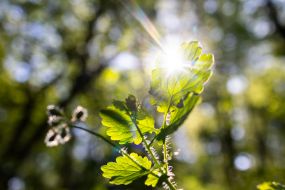 Chistostol in a park in Kiev