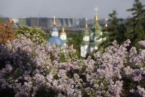 Цветение сирени в ботсаду Киева