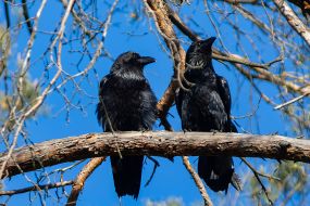 Crows on a branch