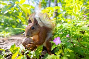 A squirrel in the park