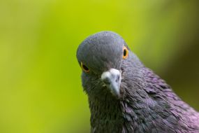Pigeon