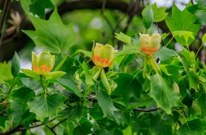 Цветы тюльпанового дерева