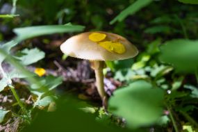 Mushroom