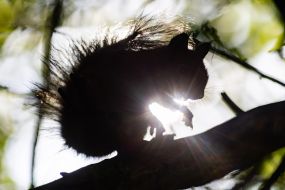 A squirrel in the park