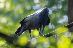 Crow