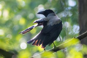Crow