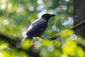 Crow
