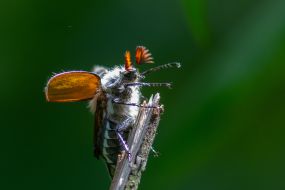 Chafer