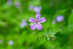 Flower in the park