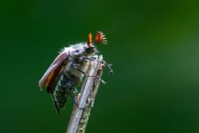 Chafer