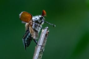 Chafer