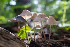 A species of Mycenaean mushrooms in the park