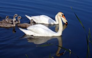 Лебеди