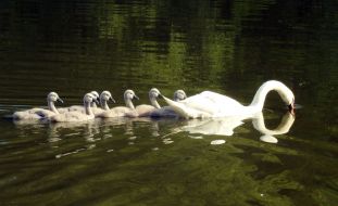 Лебеди