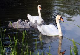 Лебеди