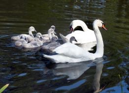 Лебеди