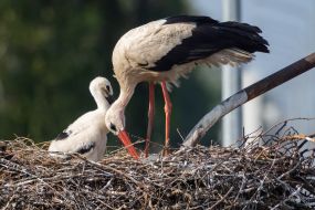 Storks in the nest