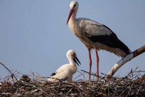 Storks in the nest