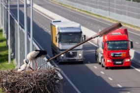 Storks in the nest