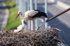 Storks in the nest